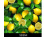 Пленка самоклеющаяся Grace 59194-45(8) лимоны, повышенная плотность, 45см/8м